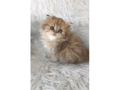 British longhair golden erkek yavrum