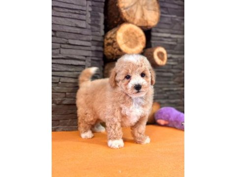 Zekasıyla büyüleyen hipoalerjenik 3 aylık maltipoo