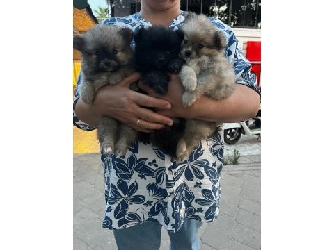 Pomeranian bebeklerim uygun