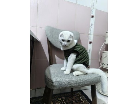 Scottish fold kedisi