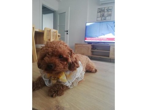Köpeğimiz kukiş