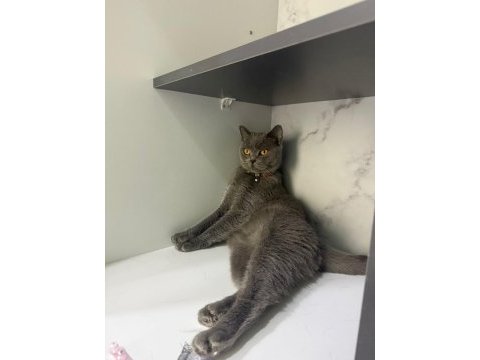 Ücretsiz sahiplendirme kedimiz