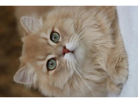 9 aylık british longhair erkek