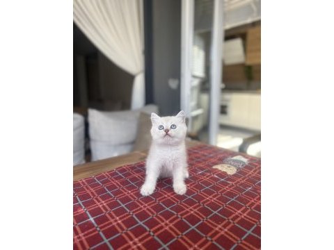 Brıtısh shorthair ayı surat yavrularım 
