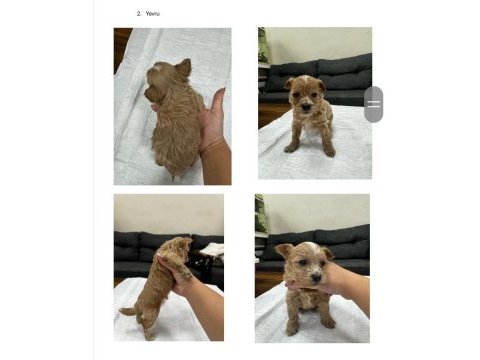 Maltipoo bebekler