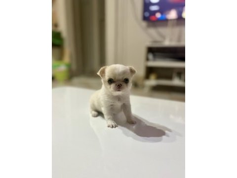 Micro boy anotomi harikası tr de eşsiz kalite dişi şivava