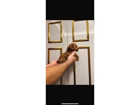 45 günlük dişi toy poodle