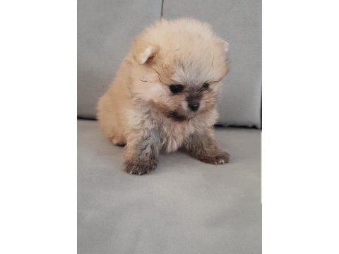 Pomeranian boo