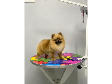 Pomeranian boo