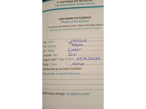 8 aylık dişi cocker english