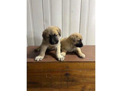 Boz kangal yavruları