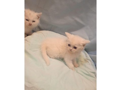 Dünya güzelleri british shorthair yeni yuvasını arıyor