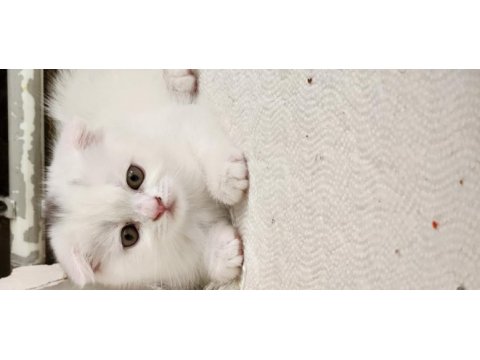 Nazlımın scottish fold bebekleri