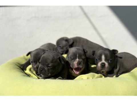 Egzotik blue french bulldog bebeklerimiz