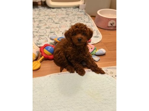 Poodle bebek köpeğimiz
