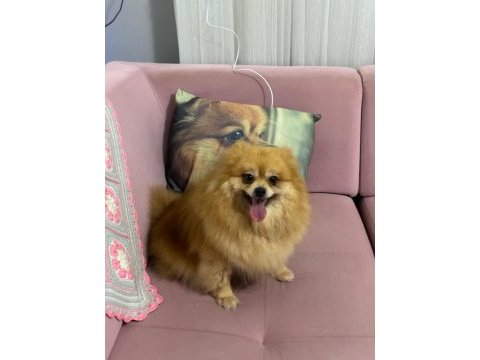 Pomeranian dişi yavru
