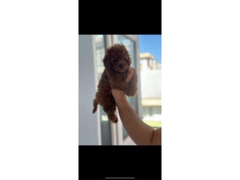 Safkan kore teacup poodle yavrular