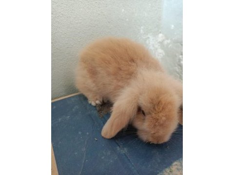 Lop tavşan karamel