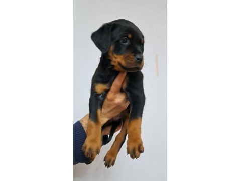 Koca kafa macar rottweiler