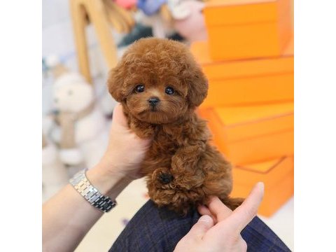 Ozelmı ozel toy poodle bebeklerımız