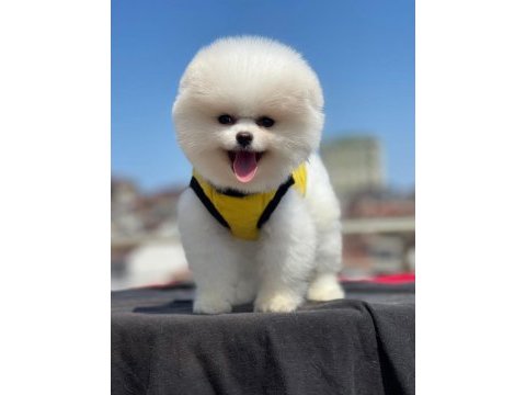 Pomeranian boo