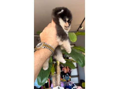 Pomeranian boo ayı yüz