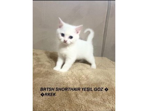Vasif harikası british shorthair bebekler