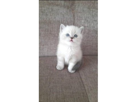 British shorthair erkek dişi ponpon gibi bebekler