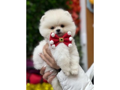 Pomeranian boo mini ayıcık yavrumuz
