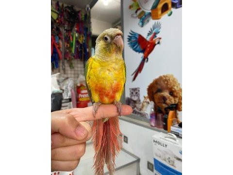 Erkek konur papağanımız 