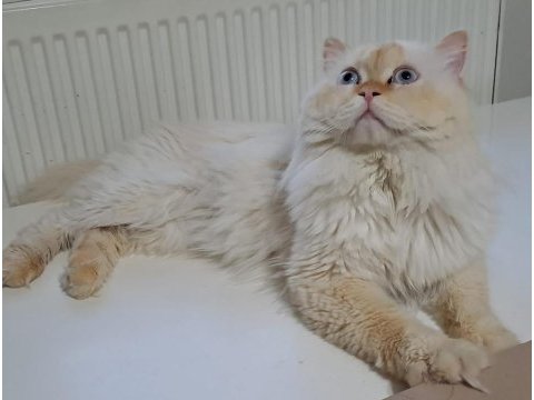 Dört aylık dişi scottish straight longhair