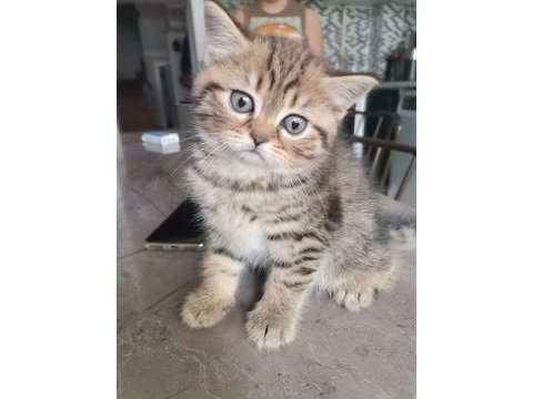 Black golden tabby yavrular british shorthair