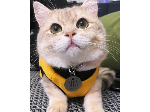 Safkan british shorthair