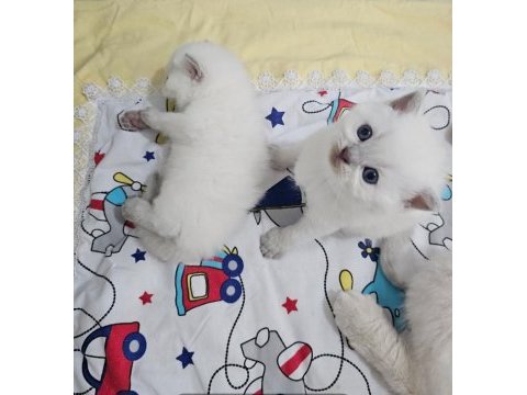 Prenses ve prens kedilerim