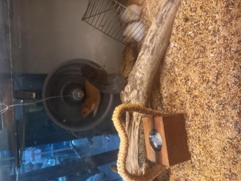 Sibirya hamster