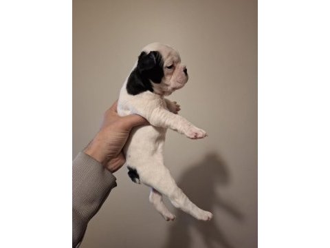 French bulldog bebekler yeni yuva bekliyorlar