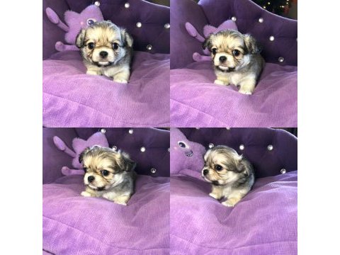 Chihuahua için okumadan iletişim kurmayın lütfen
