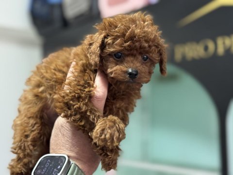 700 gr 4 aylık micro tea cup kore poodle