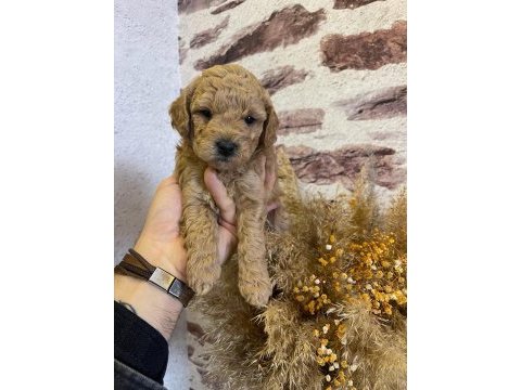 Toy poodle yavrularımız