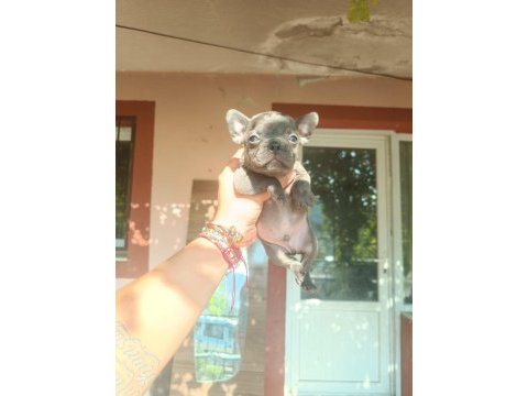 Sevimli french bulldog yavrular