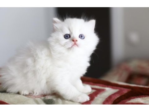 Bir çift boncuk mavi göz british longhair