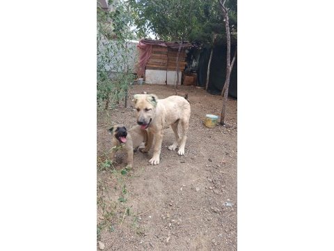 Kangal yavrusu satiliktir