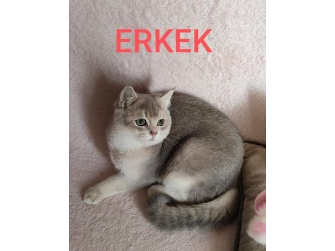 Safkan british shorthair