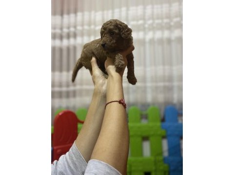 Red brown toy poodle yavrular
