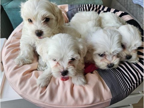 0 numara maltese terrier yavrularımız