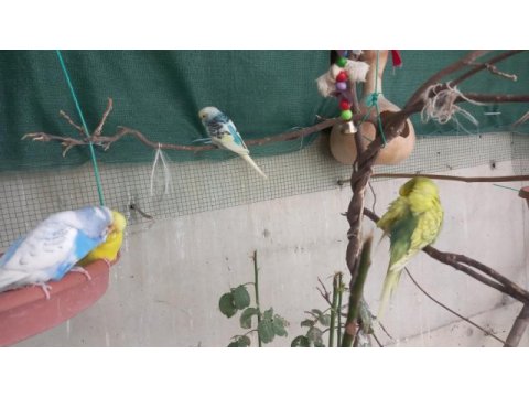 Yavru ve eş muhabbet kuşlarımı sahiplendiriyorum