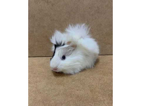 Ginepig yavrularımız gün içi gönderim sağlanmaktadır