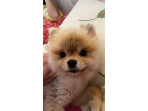 Black scin çok tatlı pomeranian yavrumuz verilecektir