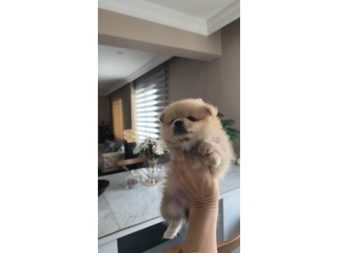 Pomeranian boo yavru köpeğimiz