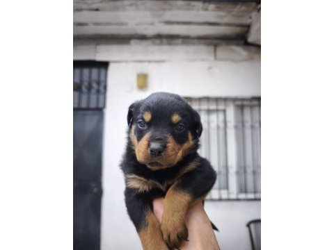 A kalite rottweiler bebekler